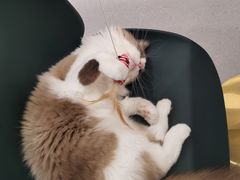 -飞行喵MR PILOT|猫舍·猫咖(静安大融城店)