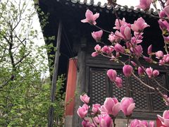 -大觉寺-停车场