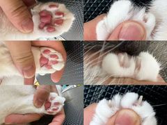 -momokira米努特·德文卷毛猫·棉花面纱犬