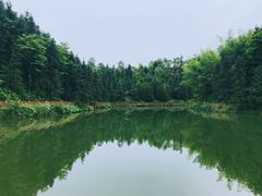 -枫林花海