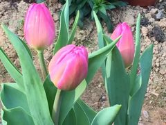 -松山湖梦幻百花洲