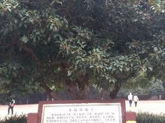 -灵谷景区