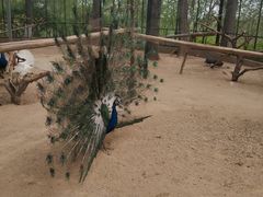 -石家庄市动物园