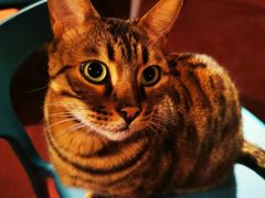 -猫猫幼稚园·撸猫·桌游·电玩