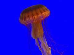 -上海海洋水族馆