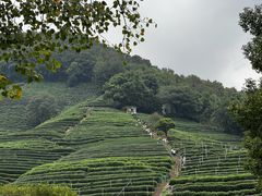 -阿巧茶庄