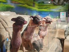 -正佳雨林生态植物园