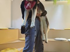 -Husky Go! 哈士奇体验馆·宠物咖啡厅狗咖