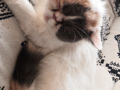-平行世界·猫咖(首经贸店)