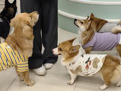 -怪兽屋·羊驼·猫咖·狗咖(俊华广场店)