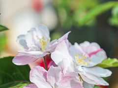 -海棠花溪(元大都城垣遗址公园)