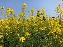 -武汉紫薇都市田园