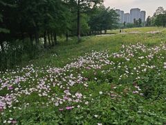 -洋湖国家湿地公园