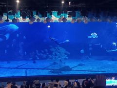 -烟台海昌鲸鲨海洋公园