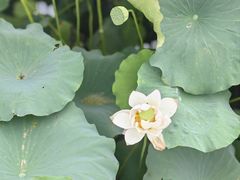 -涵家味土菜馆·徽州一绝臭鳜鱼(三河古镇店)