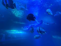 -太平洋海底世界