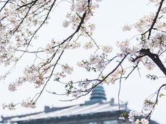 -武汉大学-樱园