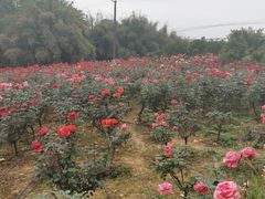 -都江堰玫瑰花溪谷