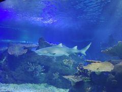 -江和美海洋公园