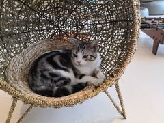 -飞行喵MR PILOT|猫舍·猫咖(静安大融城店)