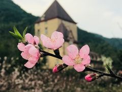 -梦娜斯庄园