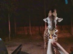 -清迈夜间动物园