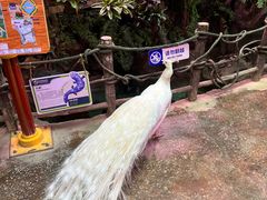 -正佳雨林生态植物园