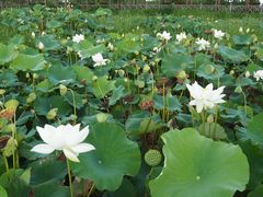 -池杉湖湿地公园
