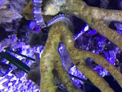 -西雅图水族馆