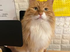 -平行世界·猫咖(首经贸店)