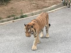 -大连森林动物园