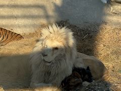 -北京野生动物园