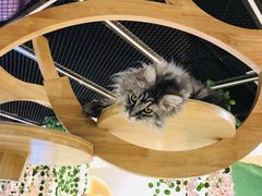 -猫和宫(六道口店)