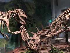 -自贡恐龙博物馆