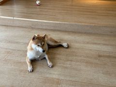 -南京Hallo宠物乐园·哈罗犬舍·柴犬繁育基地