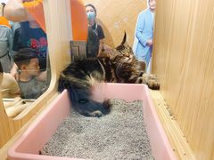 -屋虎猫馆(宝安大仟里店)