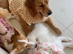 -怪兽屋·羊驼·猫咖·狗咖(俊华广场店)