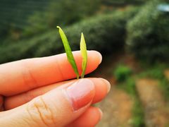 -龙坞茶村
