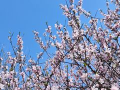 -石家庄市植物园