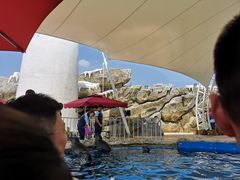 -芜湖新华联大白鲸海洋公园