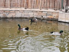 -南宫五洲植物乐园