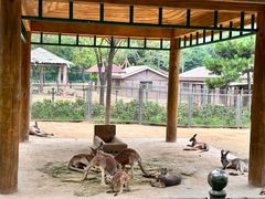 -石家庄市动物园