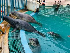 -北戴河圣蓝海洋公园