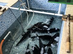 -宁记柴火灶台鱼·全鱼宴(龙源小区店)
