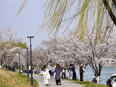 -羊山湖公园