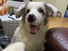 -翊宠yipet猫狗购宠庄园犬舍•猫舍