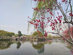 -无锡蠡湖国家湿地公园-蠡园