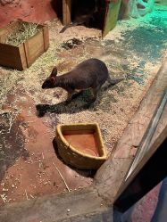 -Zoolung Zoolung动物主题公园(海信广场店)