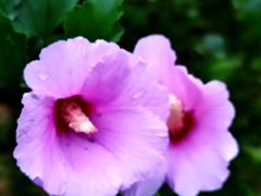 -白塘生态植物园