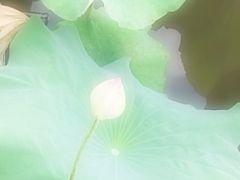 -荷塘月色湿地公园·向阳花洲